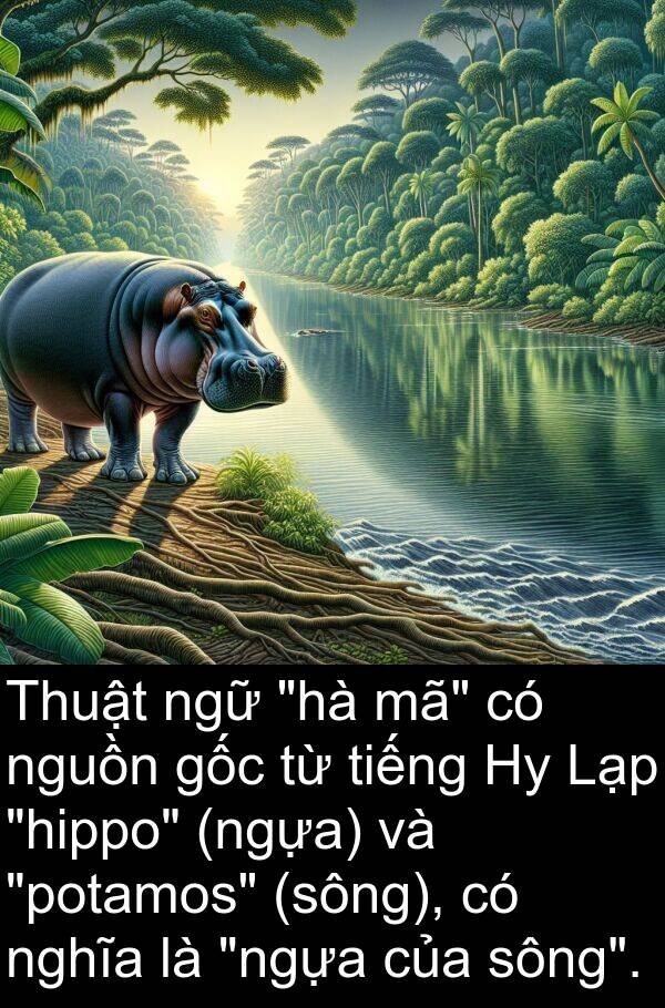 nguồn: Thuật ngữ "hà mã" có nguồn gốc từ tiếng Hy Lạp "hippo" (ngựa) và "potamos" (sông), có nghĩa là "ngựa của sông".