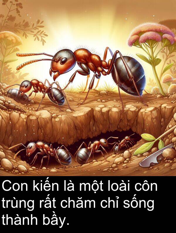 côn: Con kiến là một loài côn trùng rất chăm chỉ sống thành bầy.