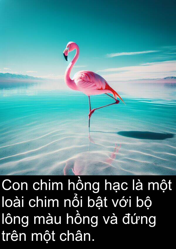 đứng: Con chim hồng hạc là một loài chim nổi bật với bộ lông màu hồng và đứng trên một chân.