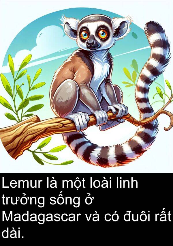 đuôi: Lemur là một loài linh trưởng sống ở Madagascar và có đuôi rất dài.