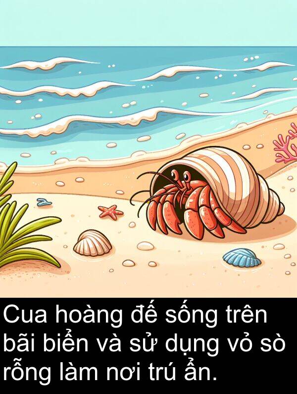 bãi: Cua hoàng đế sống trên bãi biển và sử dụng vỏ sò rỗng làm nơi trú ẩn.