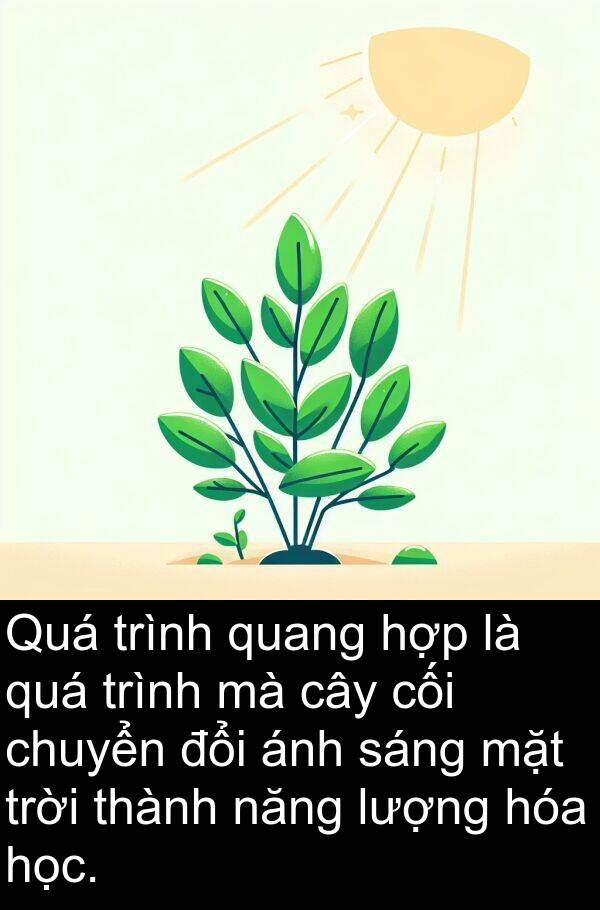 cối: Quá trình quang hợp là quá trình mà cây cối chuyển đổi ánh sáng mặt trời thành năng lượng hóa học.