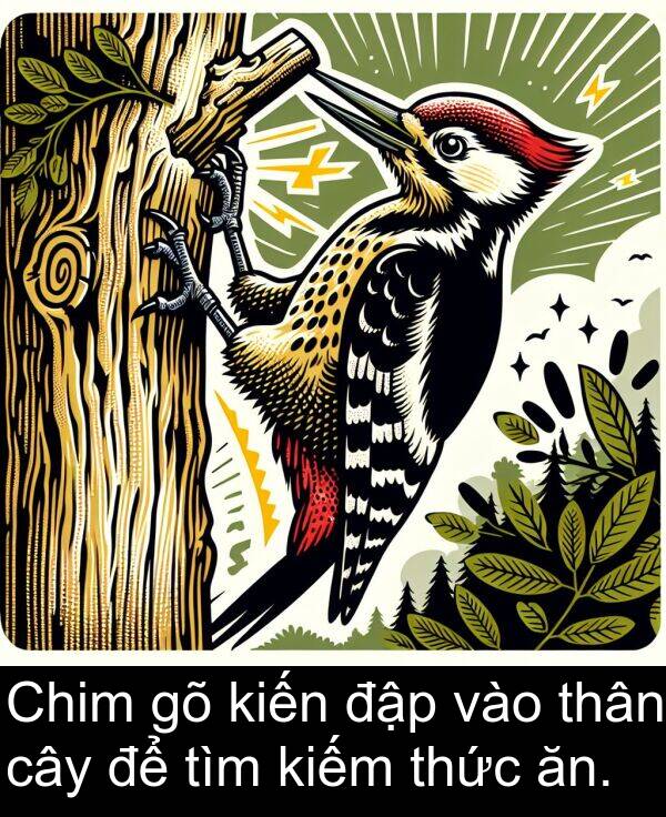 đập: Chim gõ kiến đập vào thân cây để tìm kiếm thức ăn.