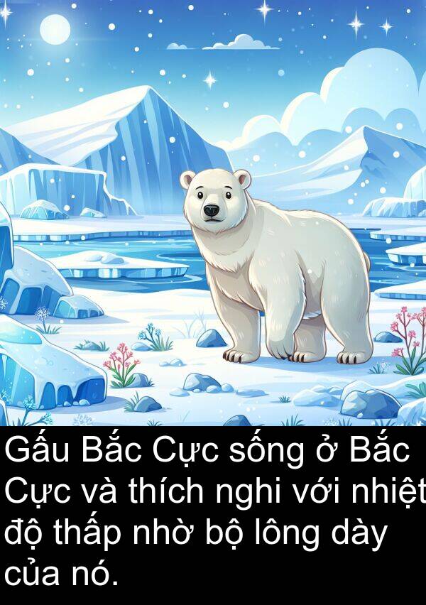 thấp: Gấu Bắc Cực sống ở Bắc Cực và thích nghi với nhiệt độ thấp nhờ bộ lông dày của nó.