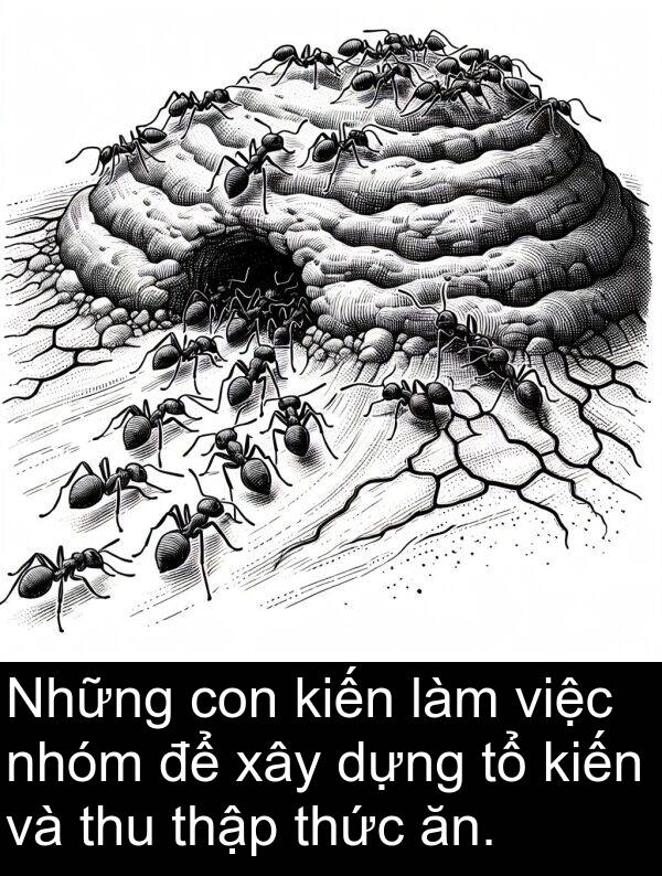 thu: Những con kiến làm việc nhóm để xây dựng tổ kiến và thu thập thức ăn.