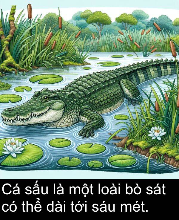 sáu: Cá sấu là một loài bò sát có thể dài tới sáu mét.