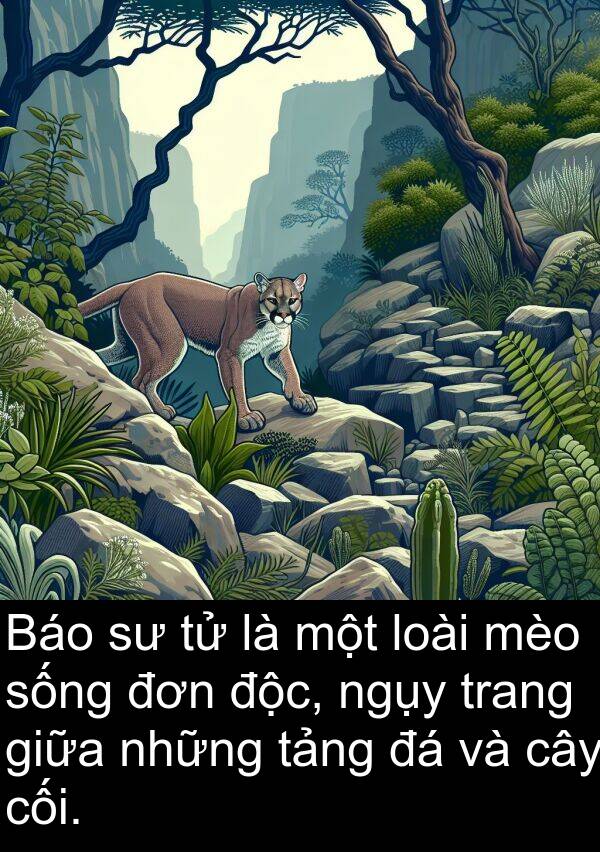 độc: Báo sư tử là một loài mèo sống đơn độc, ngụy trang giữa những tảng đá và cây cối.