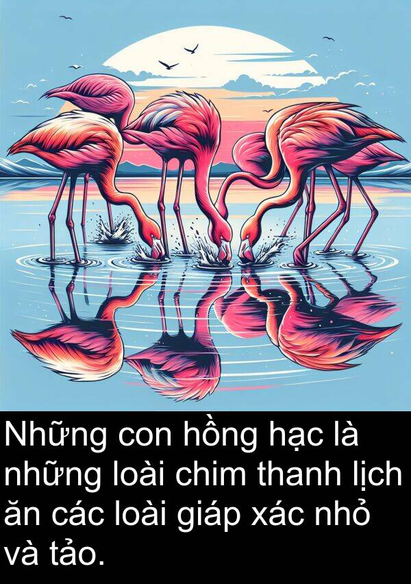 nhỏ: Những con hồng hạc là những loài chim thanh lịch ăn các loài giáp xác nhỏ và tảo.