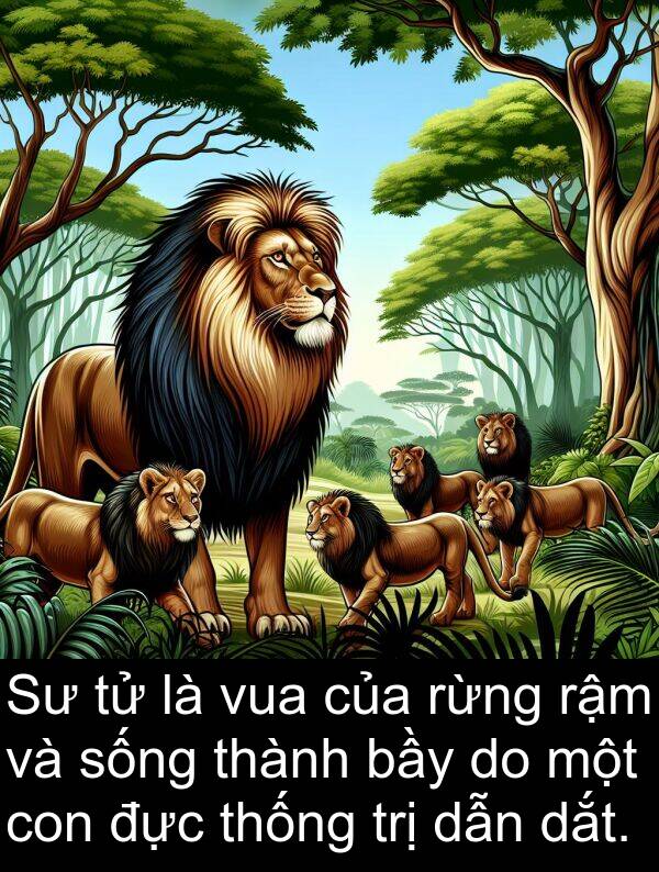đực: Sư tử là vua của rừng rậm và sống thành bầy do một con đực thống trị dẫn dắt.