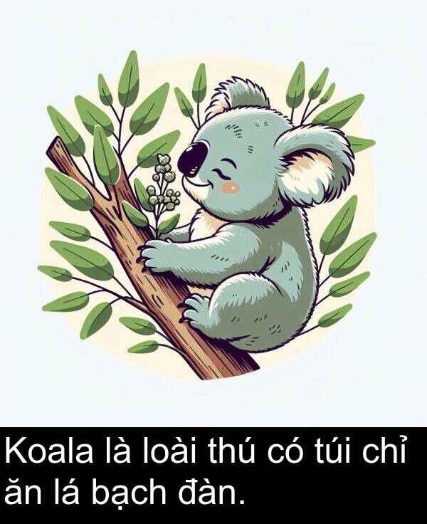 đàn: Koala là loài thú có túi chỉ ăn lá bạch đàn.