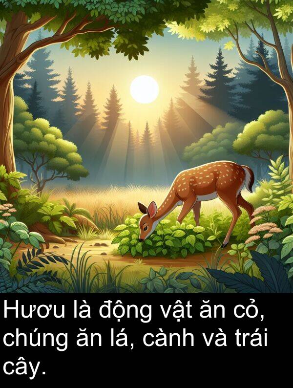 lá: Hươu là động vật ăn cỏ, chúng ăn lá, cành và trái cây.