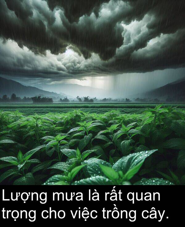 trọng: Lượng mưa là rất quan trọng cho việc trồng cây.