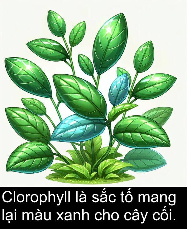 mang: Clorophyll là sắc tố mang lại màu xanh cho cây cối.
