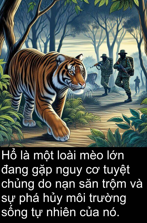 môi: Hổ là một loài mèo lớn đang gặp nguy cơ tuyệt chủng do nạn săn trộm và sự phá hủy môi trường sống tự nhiên của nó.