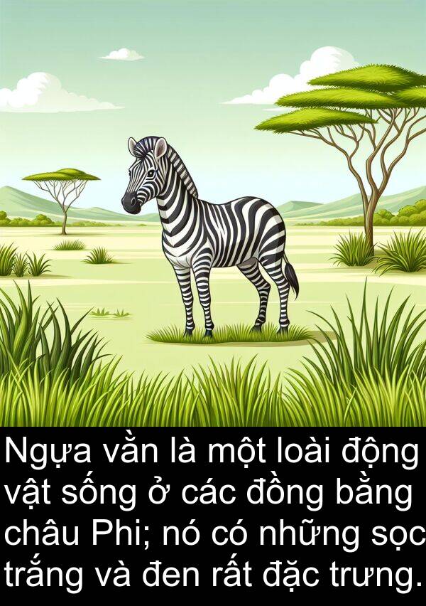 đen: Ngựa vằn là một loài động vật sống ở các đồng bằng châu Phi; nó có những sọc trắng và đen rất đặc trưng.