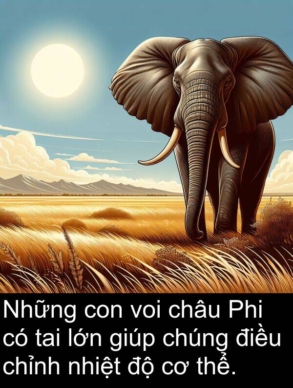 châu: Những con voi châu Phi có tai lớn giúp chúng điều chỉnh nhiệt độ cơ thể.