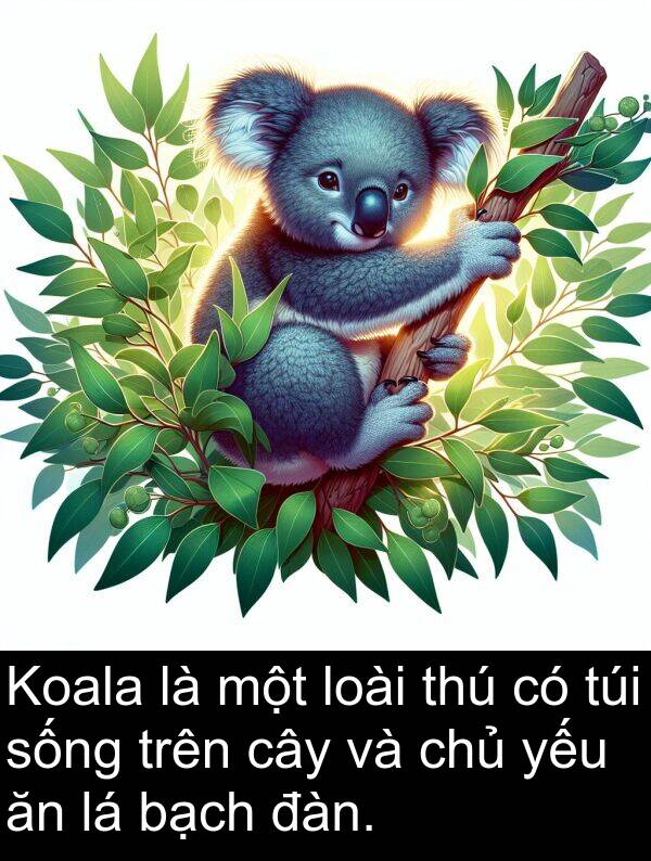 đàn: Koala là một loài thú có túi sống trên cây và chủ yếu ăn lá bạch đàn.