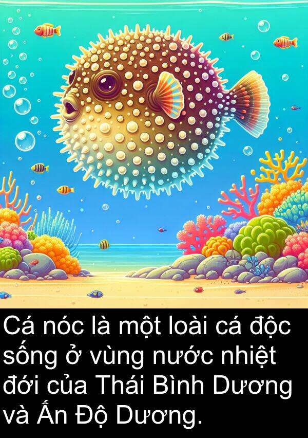 độc: Cá nóc là một loài cá độc sống ở vùng nước nhiệt đới của Thái Bình Dương và Ấn Độ Dương.