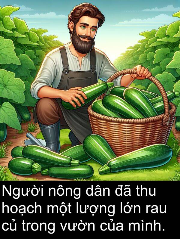 rau: Người nông dân đã thu hoạch một lượng lớn rau củ trong vườn của mình.