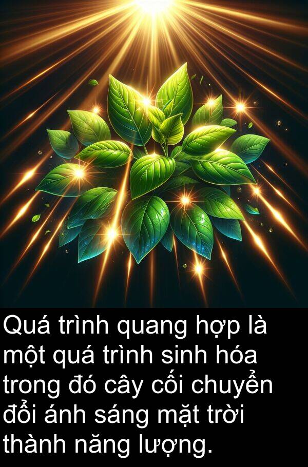cối: Quá trình quang hợp là một quá trình sinh hóa trong đó cây cối chuyển đổi ánh sáng mặt trời thành năng lượng.