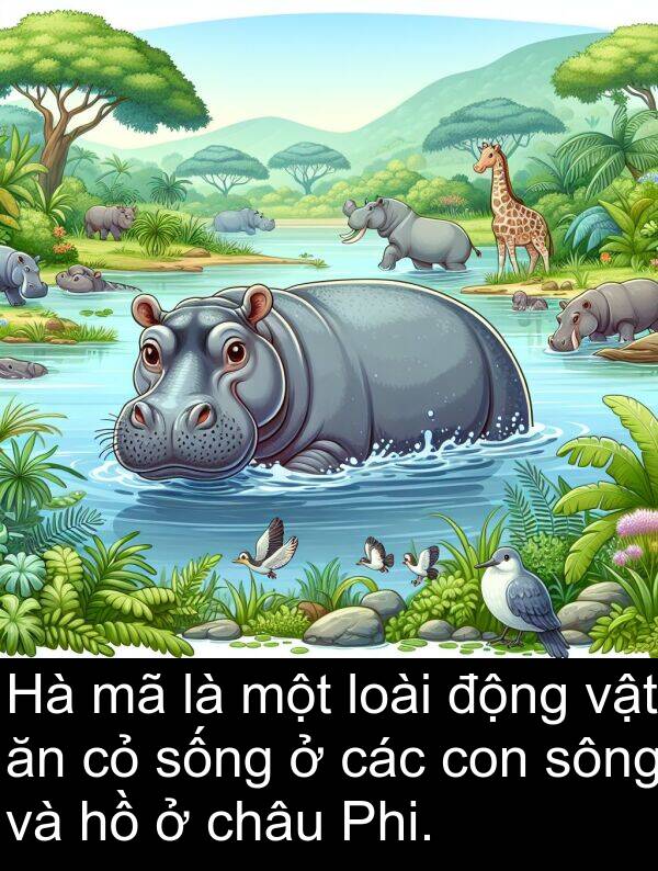 châu: Hà mã là một loài động vật ăn cỏ sống ở các con sông và hồ ở châu Phi.