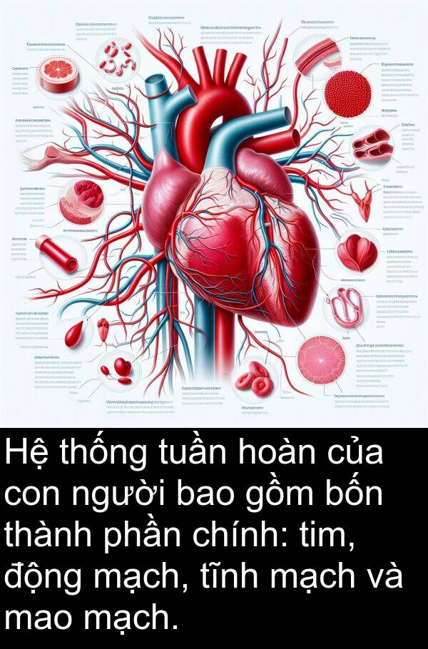 thống: Hệ thống tuần hoàn của con người bao gồm bốn thành phần chính: tim, động mạch, tĩnh mạch và mao mạch.