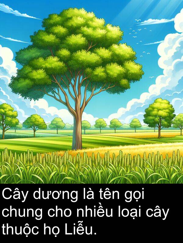 loại: Cây dương là tên gọi chung cho nhiều loại cây thuộc họ Liễu.