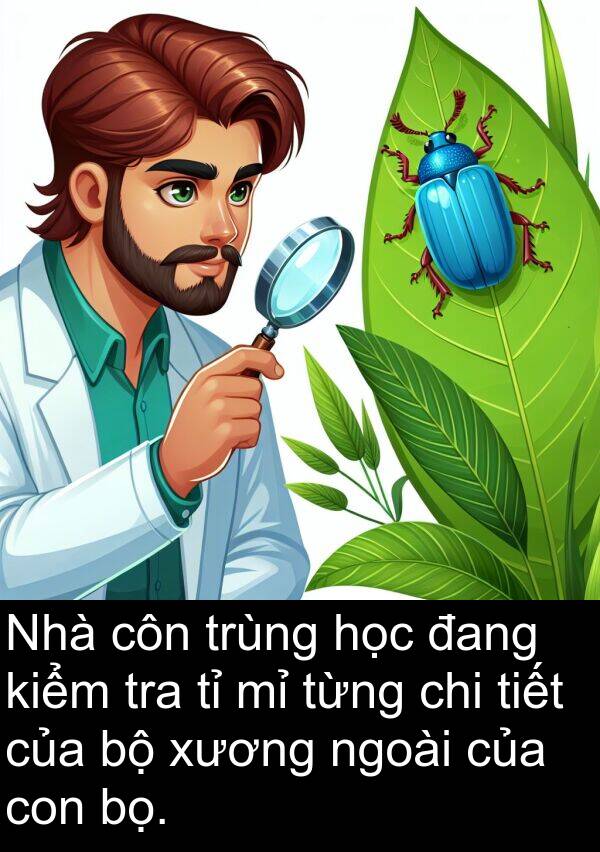 côn: Nhà côn trùng học đang kiểm tra tỉ mỉ từng chi tiết của bộ xương ngoài của con bọ.