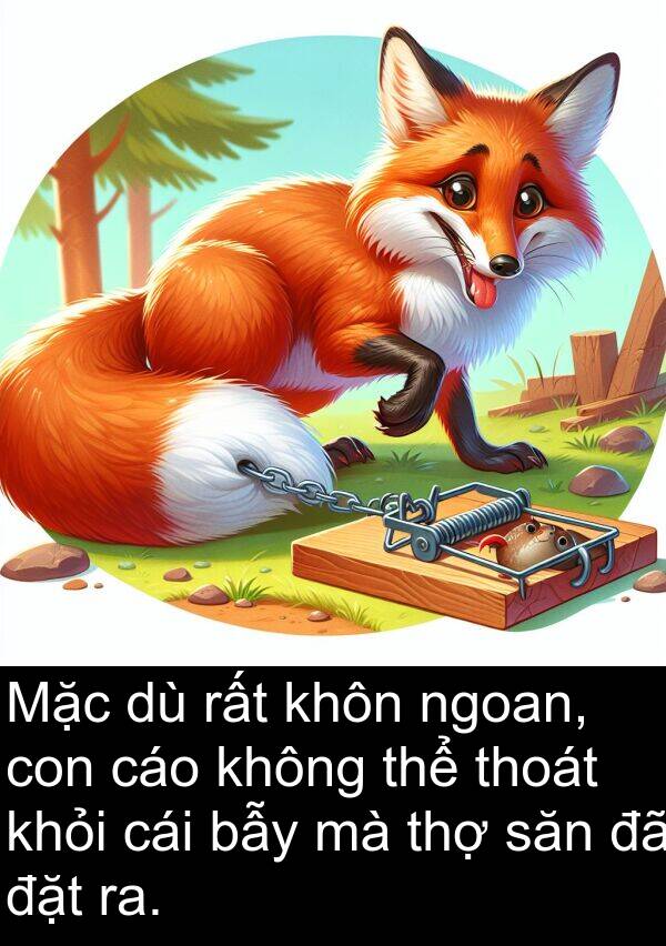 đặt: Mặc dù rất khôn ngoan, con cáo không thể thoát khỏi cái bẫy mà thợ săn đã đặt ra.