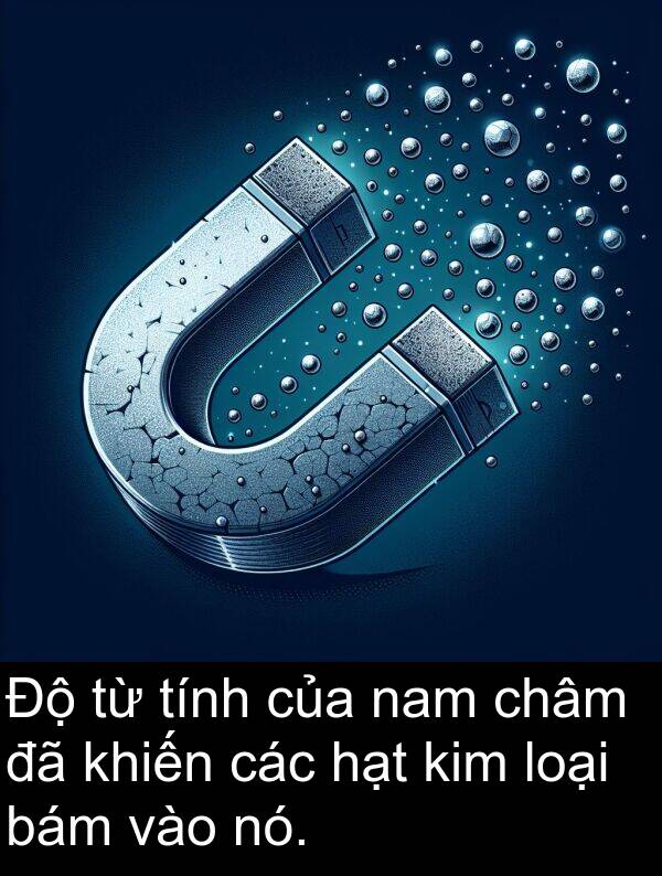 hạt: Độ từ tính của nam châm đã khiến các hạt kim loại bám vào nó.