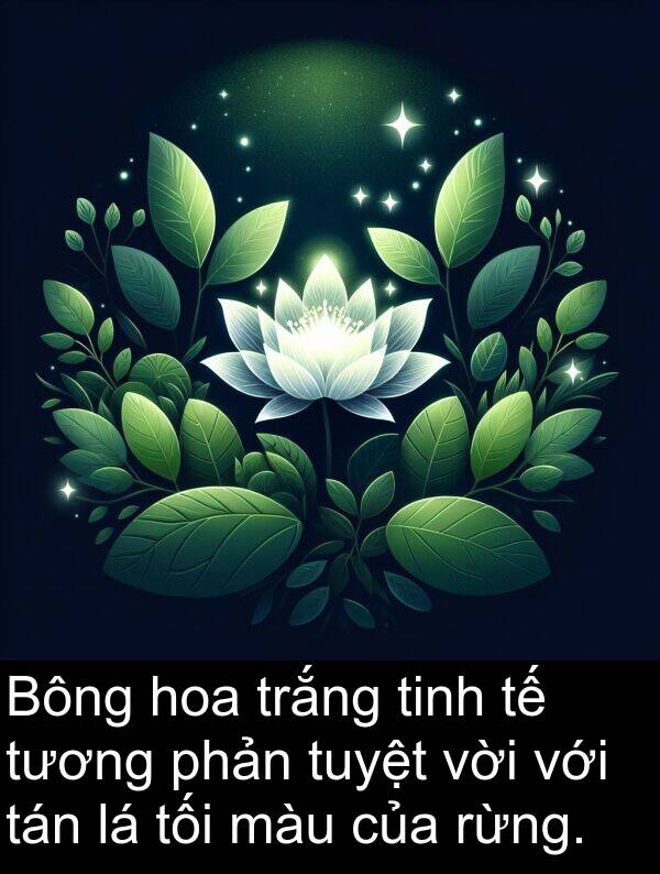 rừng: Bông hoa trắng tinh tế tương phản tuyệt vời với tán lá tối màu của rừng.