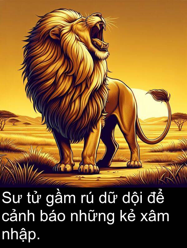 gầm: Sư tử gầm rú dữ dội để cảnh báo những kẻ xâm nhập.