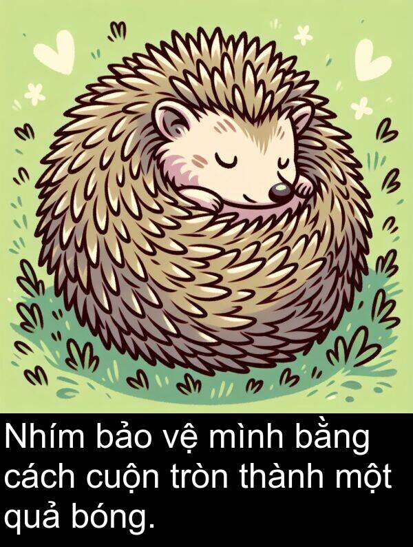 bóng: Nhím bảo vệ mình bằng cách cuộn tròn thành một quả bóng.