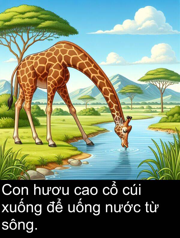 cúi: Con hươu cao cổ cúi xuống để uống nước từ sông.