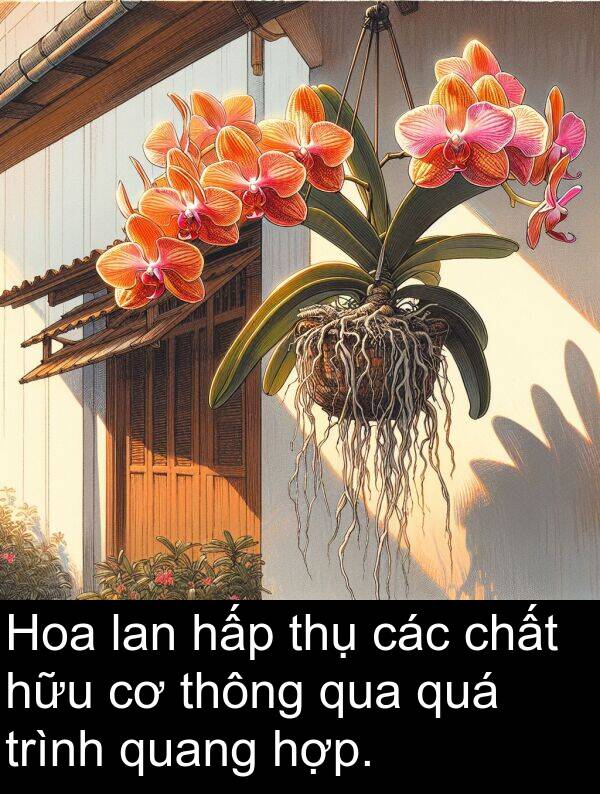 thụ: Hoa lan hấp thụ các chất hữu cơ thông qua quá trình quang hợp.
