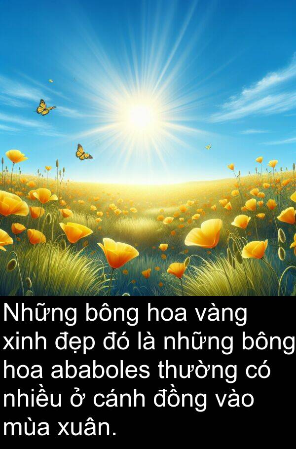 bông: Những bông hoa vàng xinh đẹp đó là những bông hoa ababoles thường có nhiều ở cánh đồng vào mùa xuân.