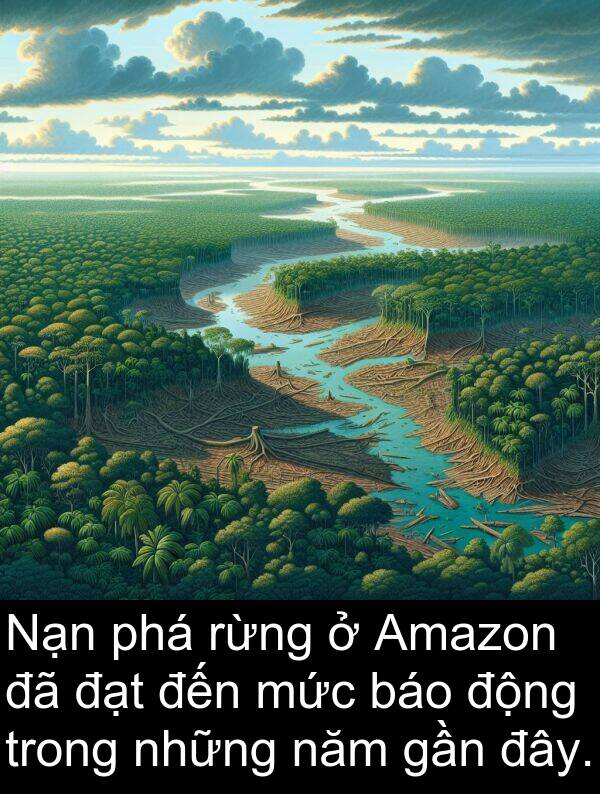 đây: Nạn phá rừng ở Amazon đã đạt đến mức báo động trong những năm gần đây.