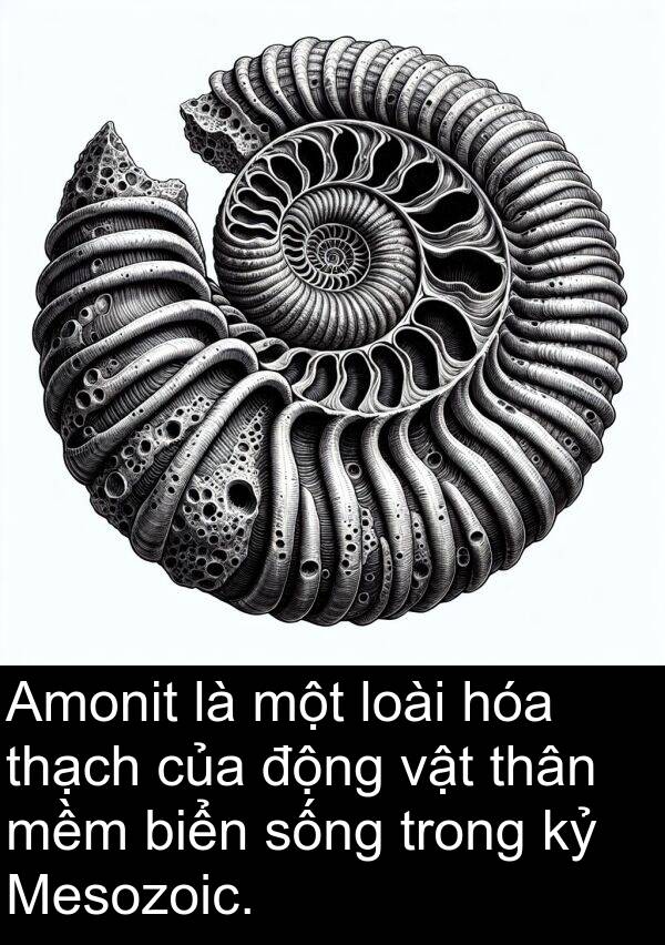 mềm: Amonit là một loài hóa thạch của động vật thân mềm biển sống trong kỷ Mesozoic.