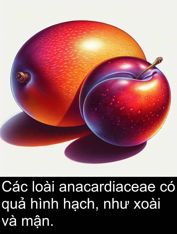 mận: Các loài anacardiaceae có quả hình hạch, như xoài và mận.