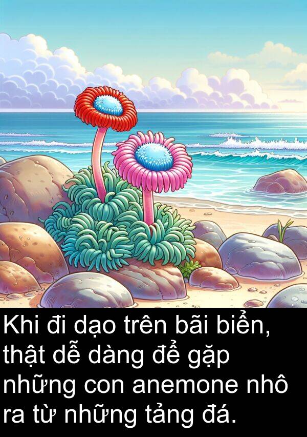 đá: Khi đi dạo trên bãi biển, thật dễ dàng để gặp những con anemone nhô ra từ những tảng đá.