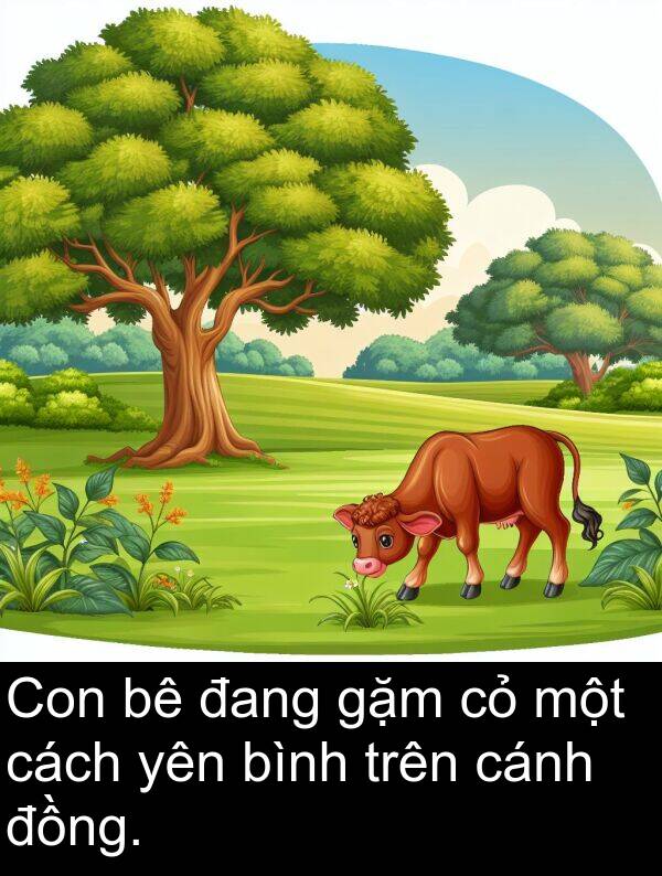 đang: Con bê đang gặm cỏ một cách yên bình trên cánh đồng.