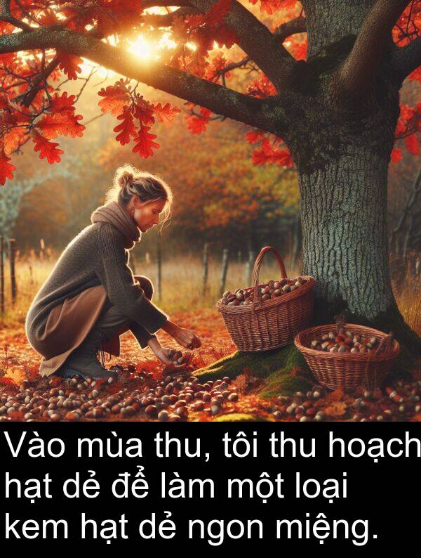 hạt: Vào mùa thu, tôi thu hoạch hạt dẻ để làm một loại kem hạt dẻ ngon miệng.