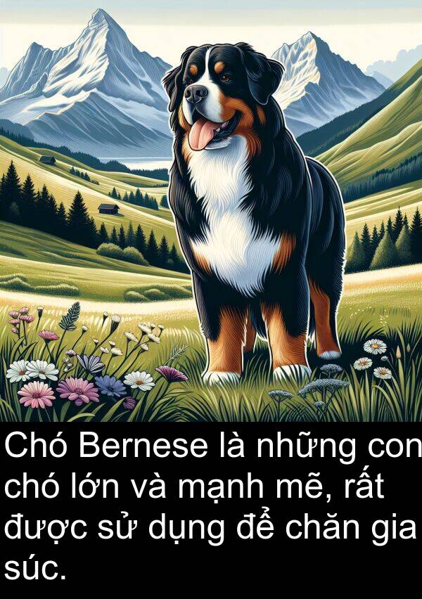mẽ: Chó Bernese là những con chó lớn và mạnh mẽ, rất được sử dụng để chăn gia súc.