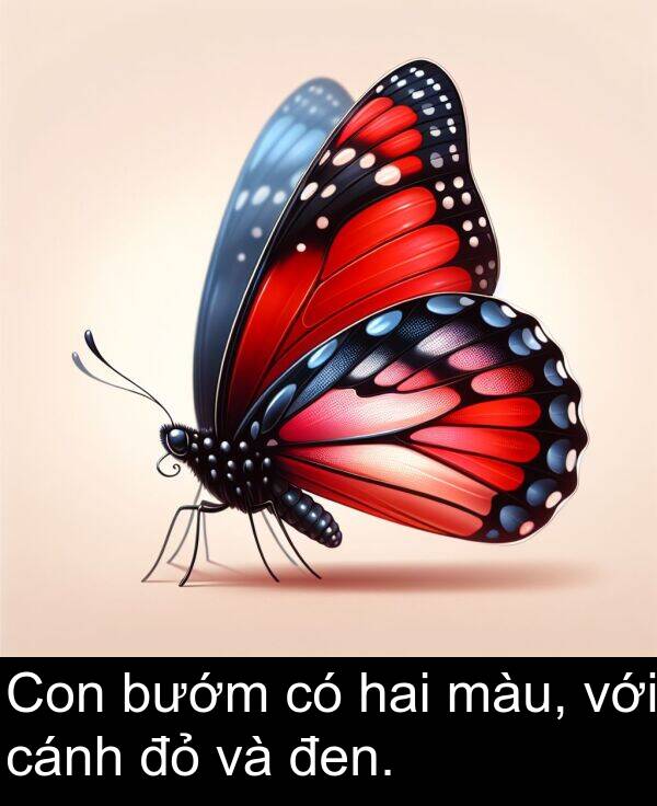 đen: Con bướm có hai màu, với cánh đỏ và đen.